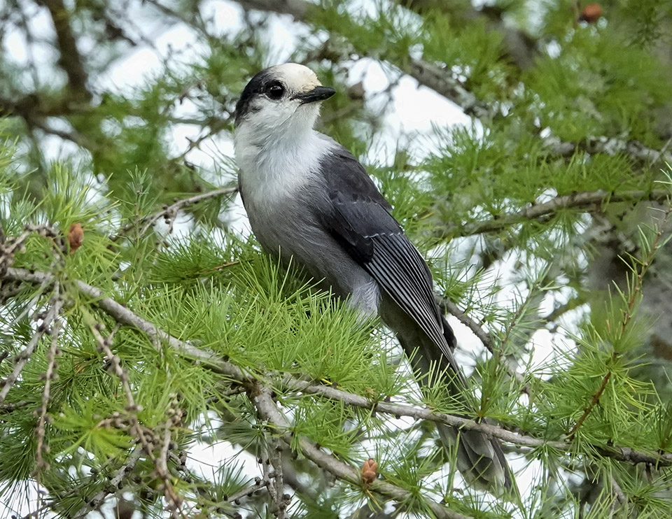 Adirondack Birding: Canada Jay (Perisoreus canadensis) on the Bloomingdale Bog Trail (7 September 2019). This link takes you to a larger image,opening in a new window. Adirondack Birding: Canada Jay (Perisoreus canadensis) on the Bloomingdale Bog Trail (7 September 2019).