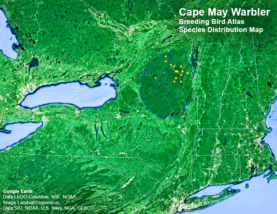 Adirondack Birding: New York State. Department of Environmental Conservation. Breeding Bird Atlas: Species Distributions Map. Cape May Warbler. Click for a larger image. Adirondack Birding: New York State. Department of Environmental Conservation. Breeding Bird Atlas: Species Distributions Map. Cape May Warbler. Click for a larger image.