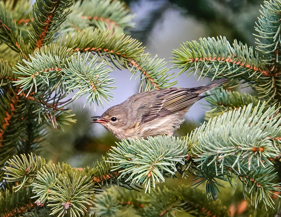 Adirondack Birding: Juvenile Cape May Warbler on the Jackrabbit Trail at River Road (21 August 2018).