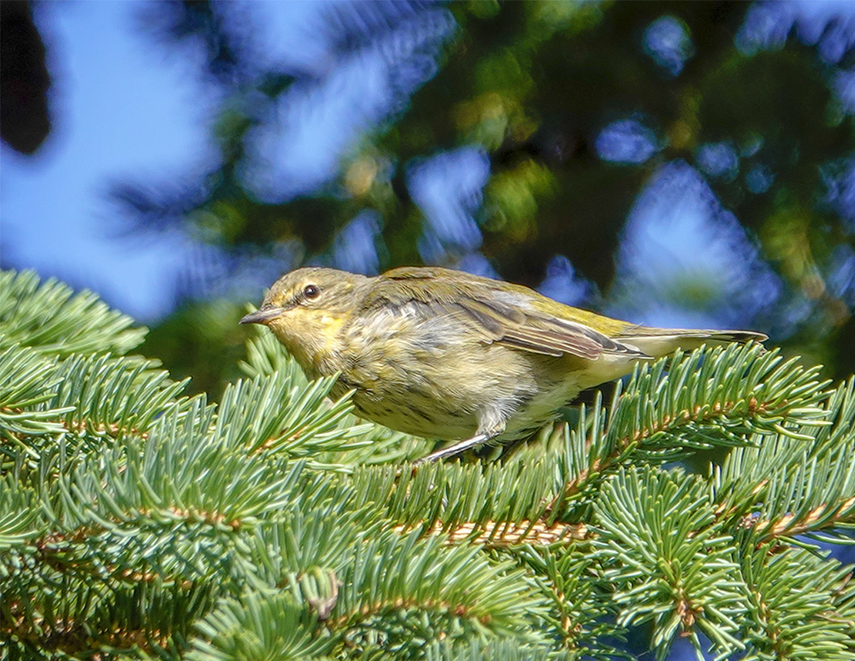 Adirondack Birding: Cape May Warbler (Setophaga tigrina) on the Jackrabbit Trail at River Road (24 August 2018). Click for a larger image, opening in a new window. Adirondack Birding: Cape May Warbler (Setophaga tigrina) on the Jackrabbit Trail at River Road (24 August 2018).