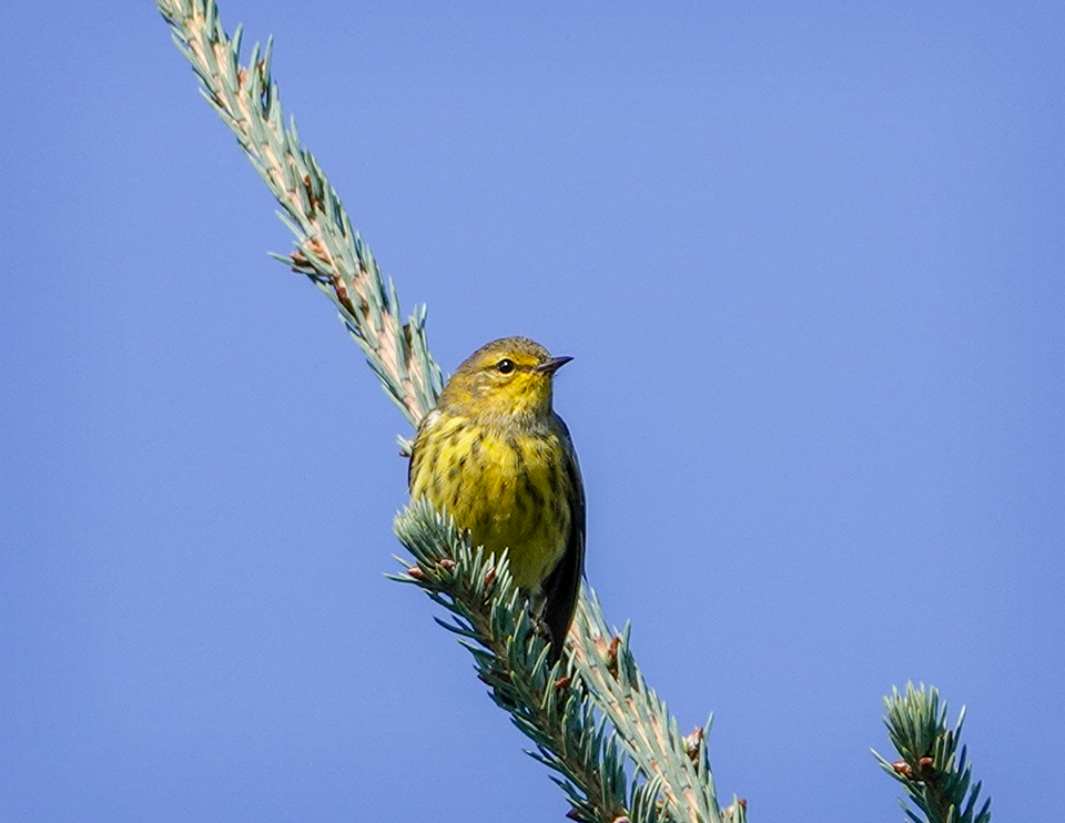 Adirondack Birding: Cape May Warbler (Setophaga tigrina) on the Jackrabbit Trail at River Road (24 August 2018). Click for a larger image, opening in a new window. Adirondack Birding: Cape May Warbler (Setophaga tigrina) on the Jackrabbit Trail at River Road (24 August 2018).