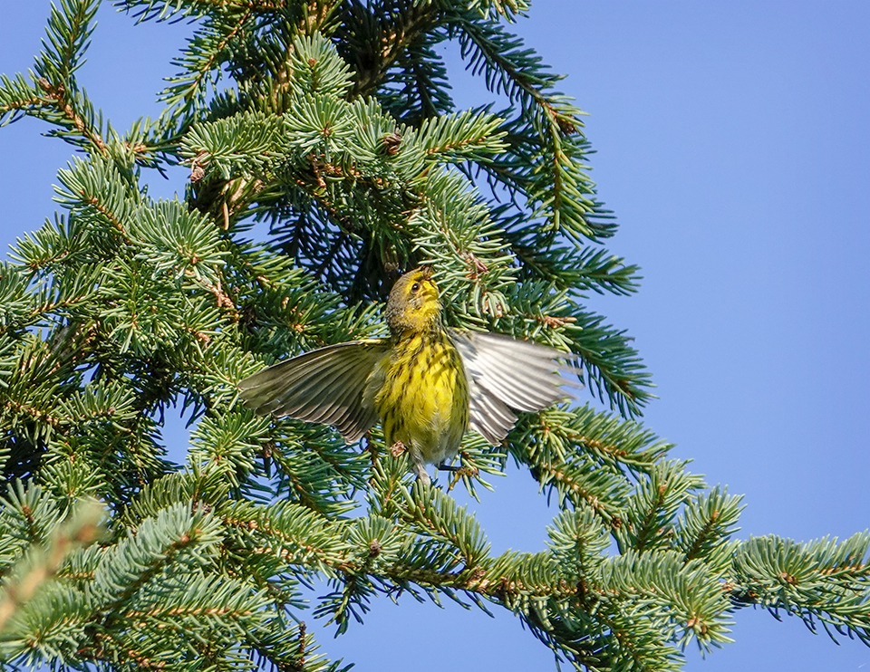 Adirondack Birding: Cape May Warbler (Setophaga tigrina) on the Jackrabbit Trail at River Road (24 August 2018. Click for a larger image, opening in a new window. Adirondack Birding: Cape May Warbler (Setophaga tigrina) on the Jackrabbit Trail at River Road (24 August 2018).