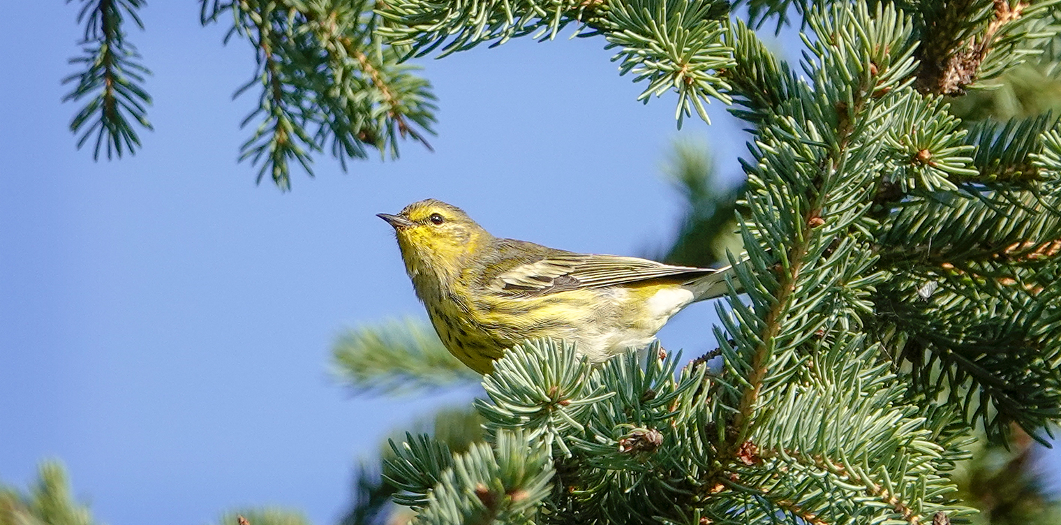 Adirondack Birding: Cape May Warbler (Setophaga tigrina) on the Jackrabbit Trail at River Road (24 August 2018). Click for a larger image, opening in a new window. Adirondack Birding: Cape May Warbler (Setophaga tigrina) on the Jackrabbit Trail at River Road (24 August 2018).