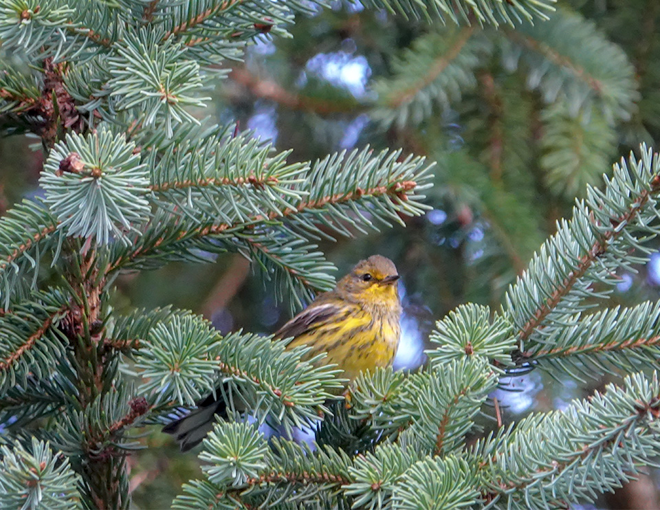 Adirondack Birding: Cape May Warbler (Setophaga tigrina) on the Jackrabbit Trail at River Road (26 August 2018). Click for a larger image, opening in a new window. Adirondack Birding: Cape May Warbler (Setophaga tigrina) on the Jackrabbit Trail at River Road (26 August 2018).