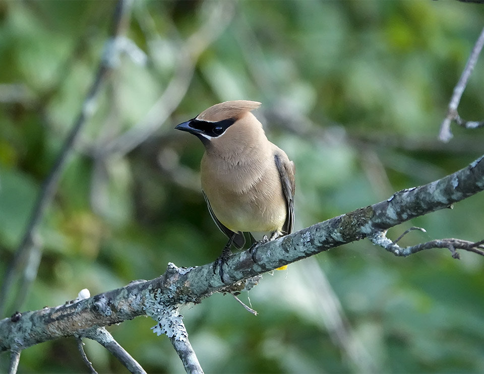Birds of the Adirondack Park: Cedar Waxwing on the Jackrabbit Trail at River Road (31 July 2019). Click for a larger image, opening i n a new window. Birds of the Adirondack Park: Cedar Waxwing on the Jackrabbit Trail at River Road (31 July 2019).
