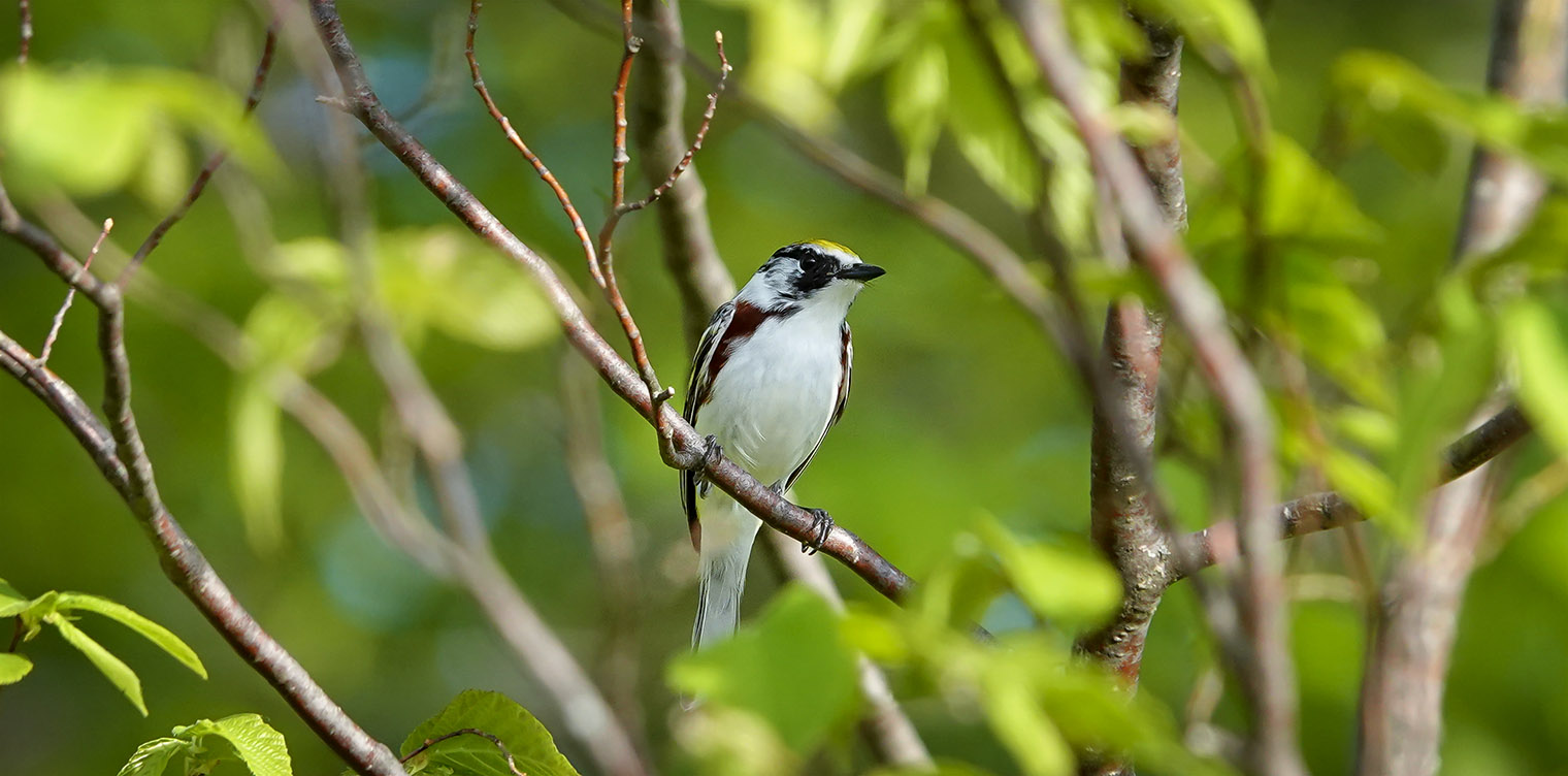 Adirondack Birding: Chestnut-sided Warbler on the Bear Cub Loop at Heaven Hill (29 May 2020). Click for a larger image, opening in a new window. Adirondack Birding: Chestnut-sided Warbler on the Bear Cub Loop at Heaven Hill (29 May 2020).
