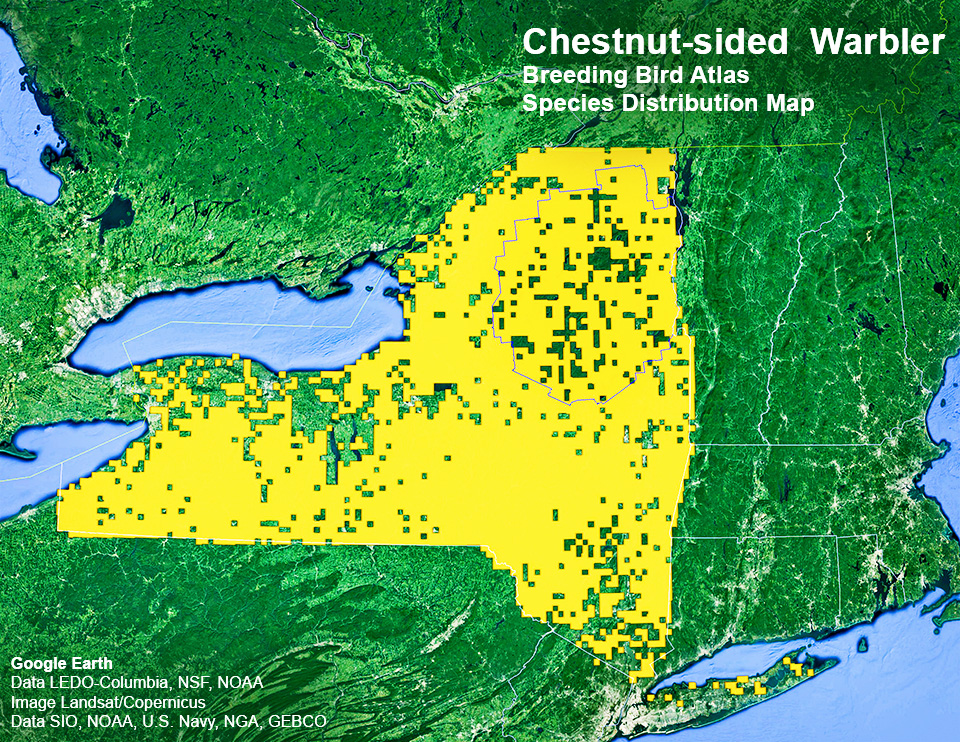 Adirondack Birding: New York State. Department of Environmental Conservation. Breeding Bird Atlas: Species Distributions Map. Chestnut-sided Warbler. Click for a larger image. Adirondack Birding: New York State. Department of Environmental Conservation. Breeding Bird Atlas: Species Distributions Map. Chestnut-sided Warbler. Click for larger image.