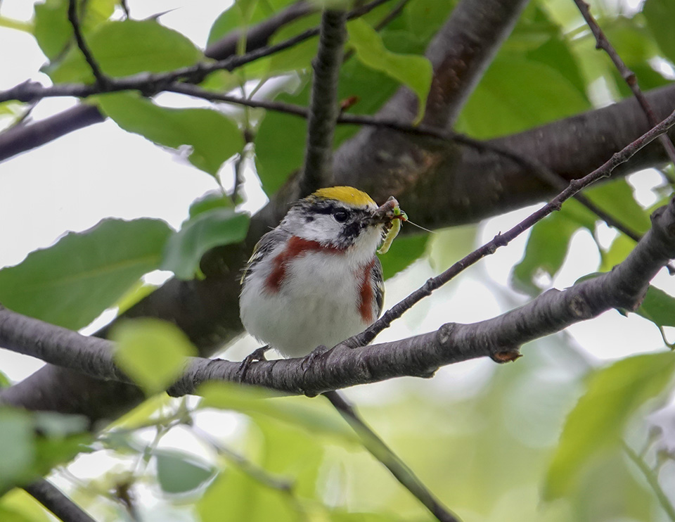 Adirondack Birding: Chestnut-sided Warbler on the Jackrabbit Trail at River Road (21 June 2018). Click for a larger image, opening in a new window. Adirondack Birding: Chestnut-sided Warbler on the Jackrabbit Trail at River Road (21 June 2018).