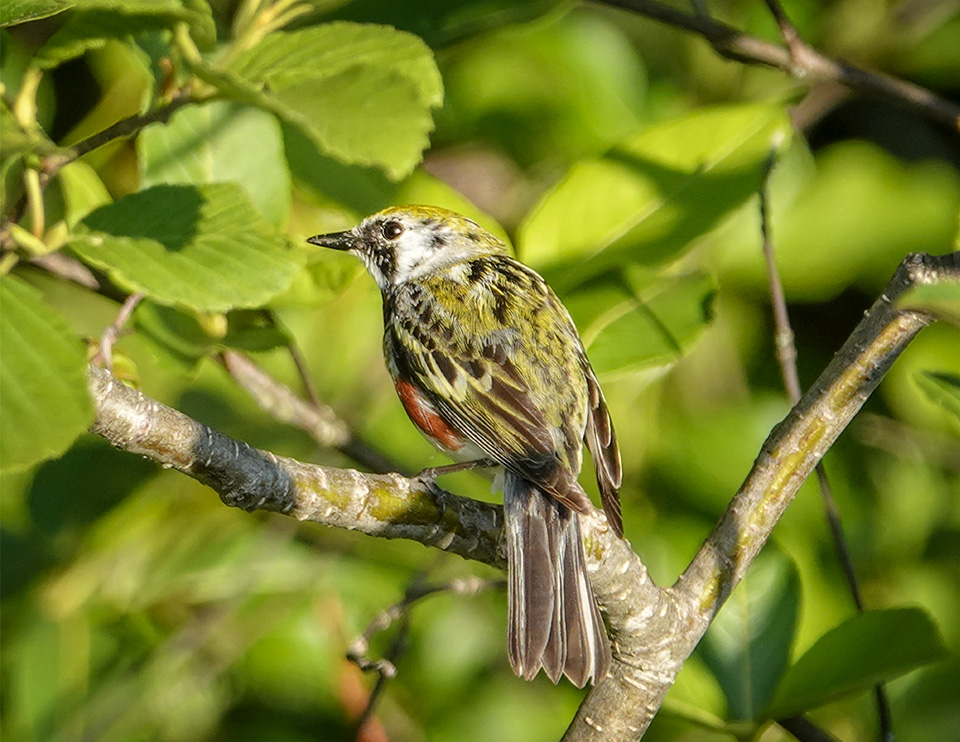 Adirondack Birding: Chestnut-sided Warbler on the John Brown Trails (13 June 2018). Click for a larger image, opening in a new window. Adirondack Birding: Chestnut-sided Warbler on the John Brown Trails (13 June 2018).