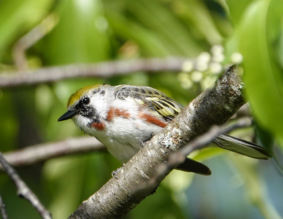 Adirondack Birding: Chestnut-sided Warbler on the John Brown Trails (31 May 2018). Click for a larger image, opening in a new window. Adirondack Birding: Chestnut-sided Warbler on the John Brown Trails (31 May 2018)