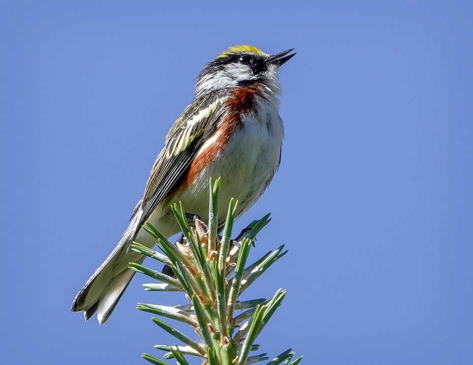 Adirondack Birding: Chestnut-sided Warbler on the Ski Jump Trail at John Brown (21 June 2018). Click for a larger image, opening in a new window. Adirondack Birding: Chestnut-sided Warbler on the Ski Jump Trail at John Brown (21 June 2018).