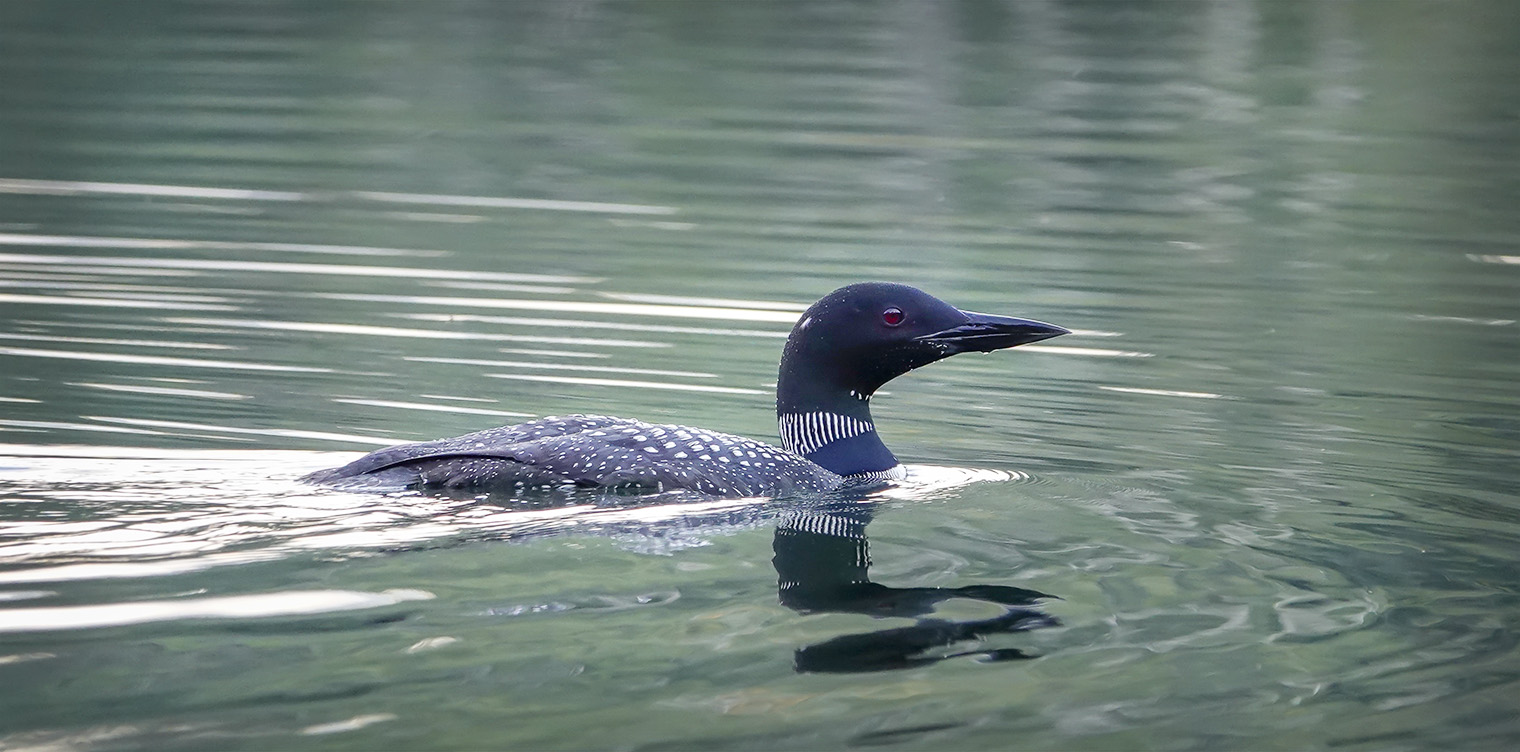 Adirondack Birds: Common Loon (Gavia immer) on Heart Lake (4 September 2018). 