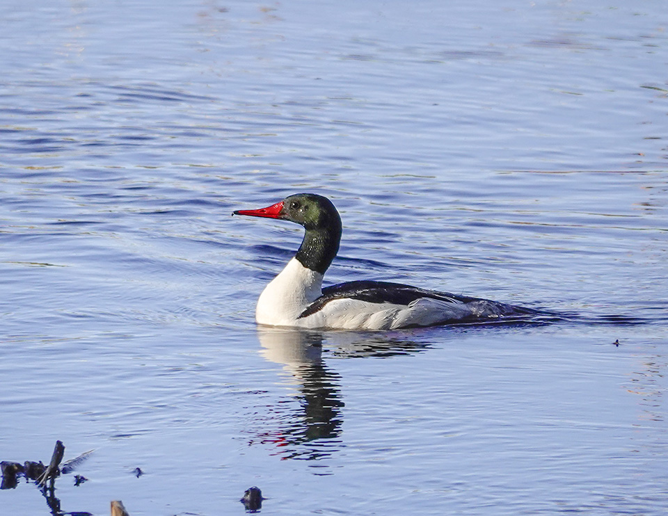 Birds of the Adirondack Park: Common Merganser on Heron Marsh (8 May 2019). Click for a larger image, opening in a new window. Birds of the Adirondack Park: Common Merganser on Heron Marsh (8 May 2019).