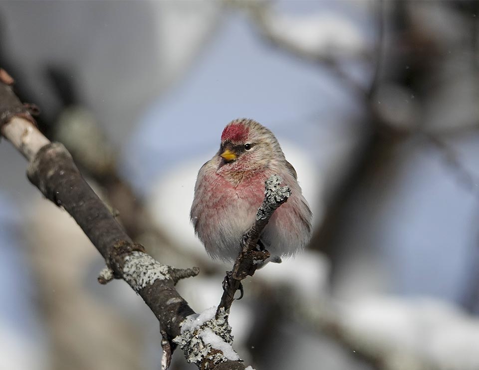 Adirondack Winter Birds: Common Redpoll near Country Club Lane, Essex County, NY (30 January 2021). Click for a larger image, opening in a new window. Adirondack Winter Birds: Common Redpoll near Country Club Lane, Essex County, NY (30 January 2021).