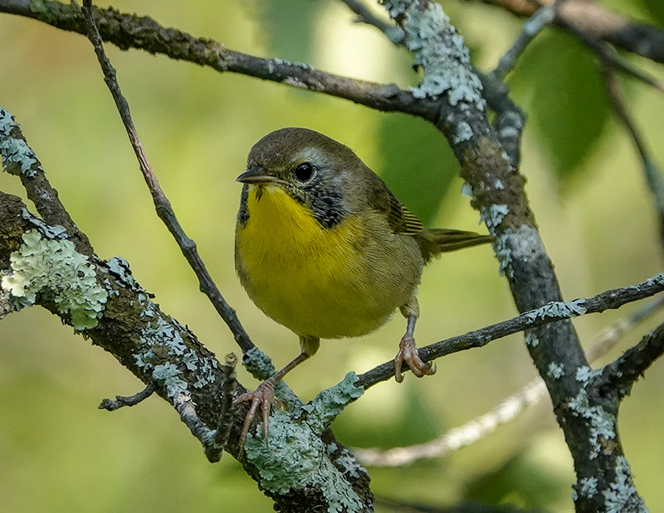 Birds of the Adirondacks: Common Yellowthroat near Hulls Falls Road, Essex County (6 August 2018). Click for a larger image, opening in a new window. Birds of the Adirondacks: Common Yellowthroat near Hulls Falls Road, Essex County (6 August 2018).