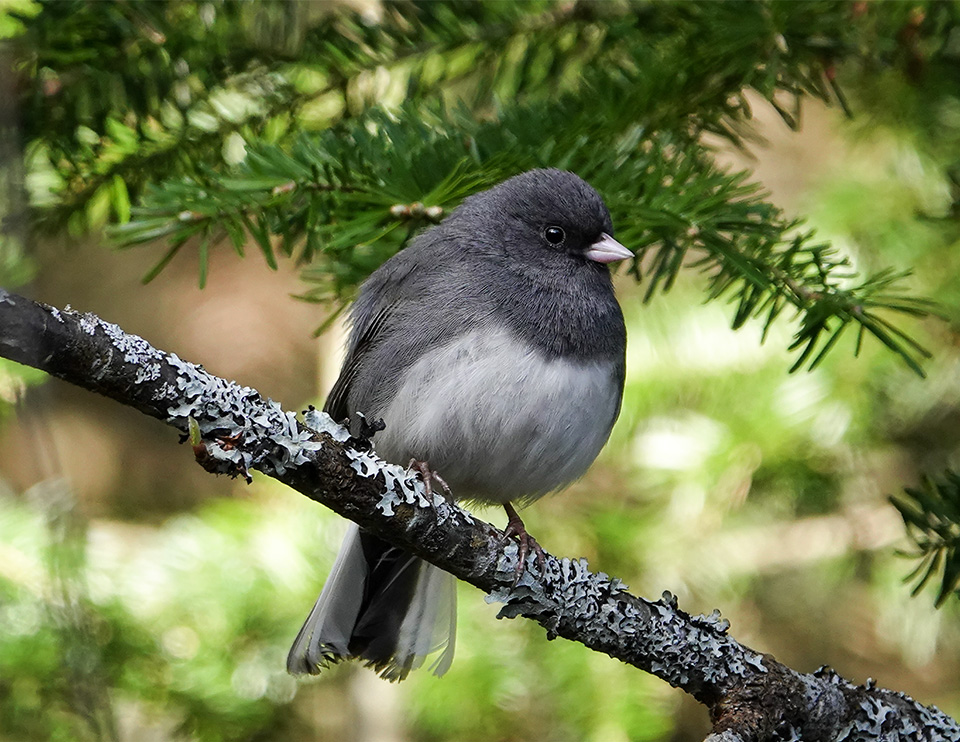 Birds of the Adirondack Park: Dark-eyed Junco on the Bloomingdale Bog Trail (18 May 2018). Click for a larger image, opening in a new window. Birds of the Adirondack Park: Dark-eyed Junco on the Bloomingdale Bog Trail (18 May 2018).