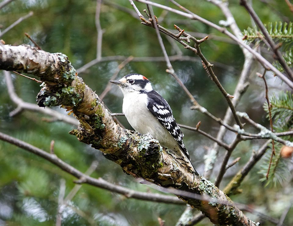 Adirondack Woodpeckers: Downy Woodpecker (Dryobates pubescens) near County Club Lane, Lake Placid, NY (13 November 2021). Click for a larger image, opening in a new window. Adirondack Woodpeckers: Downy Woodpecker (Dryobates pubescens) near County Club Lane, Lake Placid, NY (13 November 2021).
