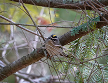 Adirondack Birds: Golden-crowned Kinglet on the Barnum Brook Trail at the Paul Smith's College VIC (28 September 2018)