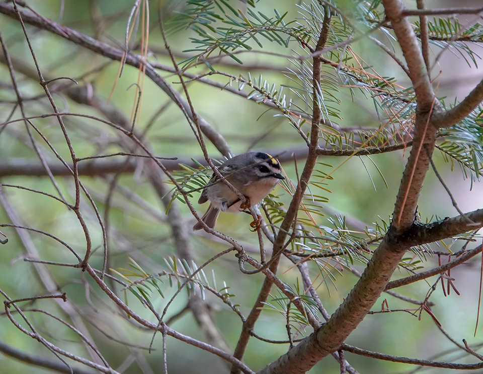 Adirondack Birds: Golden-crowned Kinglet on the Barnum Brook Trail. (28 September 2018). Click for a larger image, opening in a new window. Adirondack Birds: Golden-crowned Kinglet on the Barnum Brook Trail. (28 September 2018).