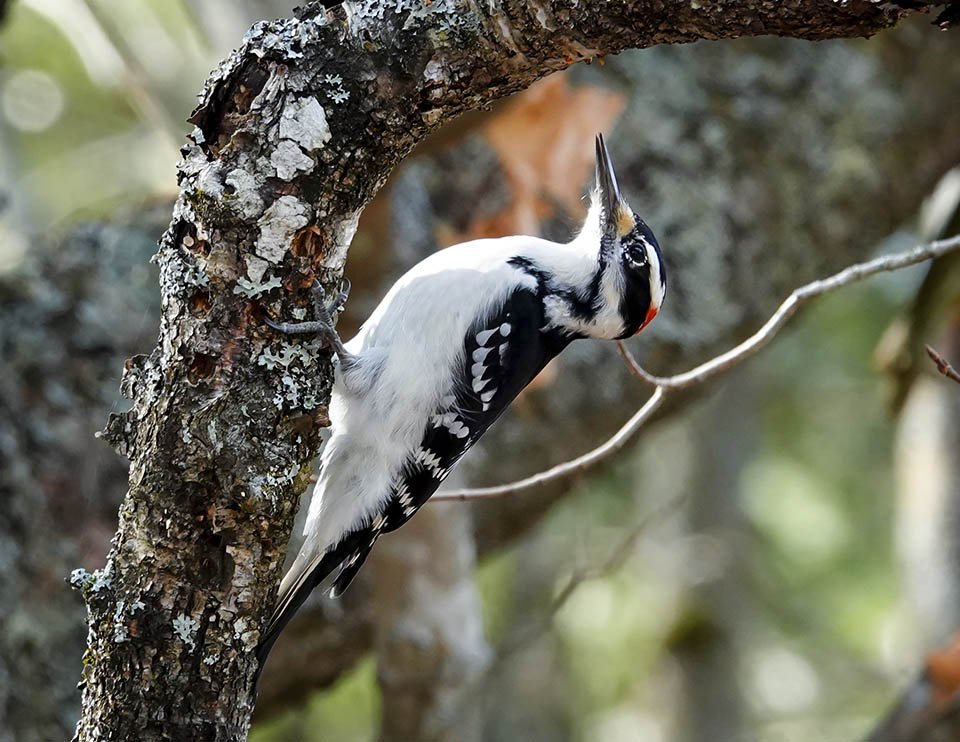 Adirondack Woodpeckers: Hairy Woodpecker (Dryobates villosus) on the Black Pond Trail at the Paul Smith's College VIC (6 November 2020). Click for a larger image, opening in a new window. Adirondack Woodpeckers: Hairy Woodpecker (Dryobates villosus) on the Black Pond Trail at the Paul Smith's College VIC (6 November 2020).