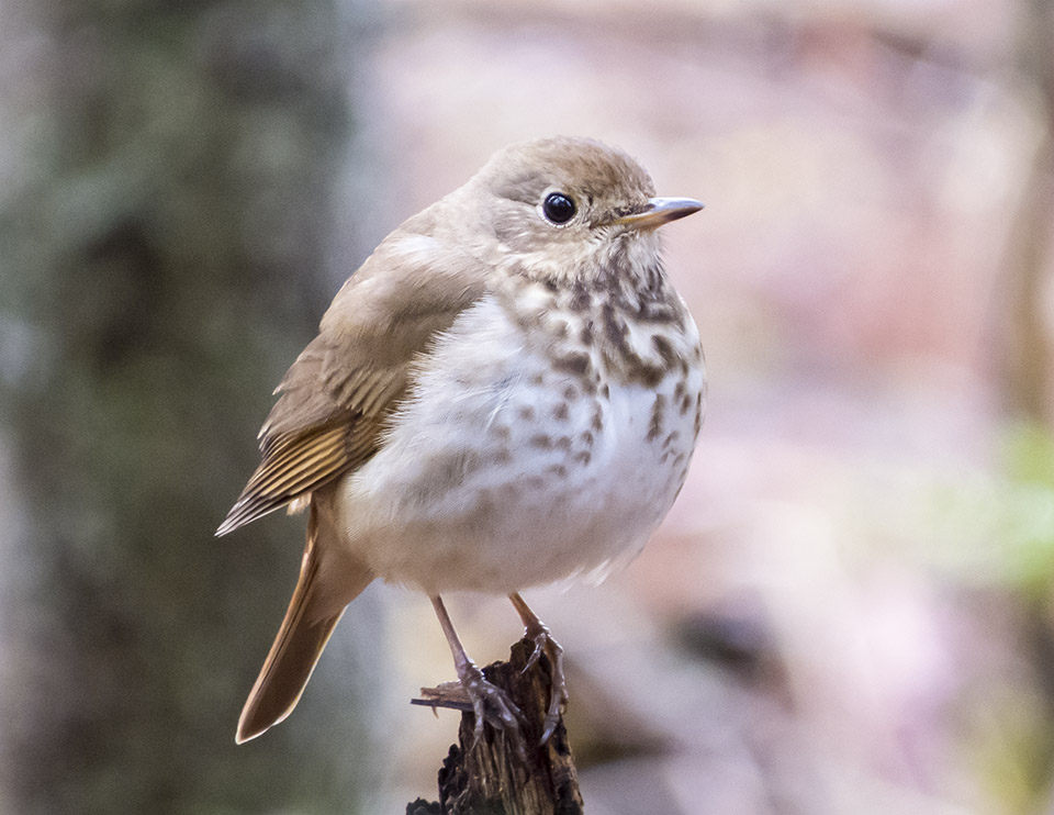 Birds of the Adirondack Park: Hermit Thrush on the Banum Brook Trail (3 May 2016). Click for a larger image, opening in a new window. Birds of the Adirondack Park: Hermit Thrush on the Banum Brook Trail (3 May 2016).