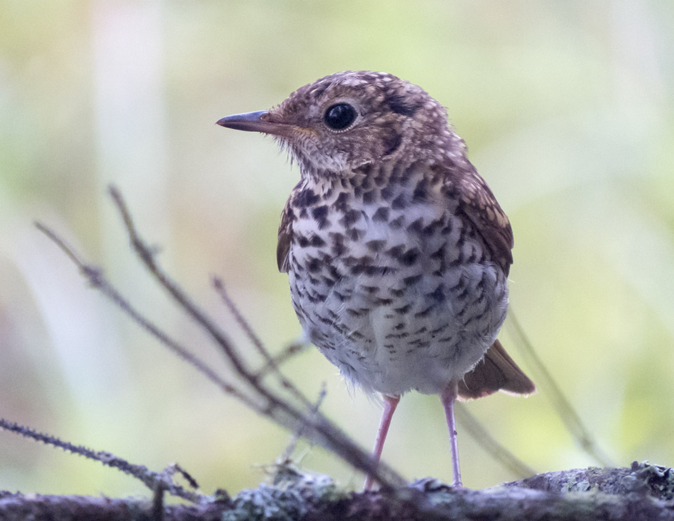 Adirondack Birds: Hermit Thrush on the Heron Marsh Trail at the Paul Smith's College VIC (27 July 2015). Click for a larger image, opening in a new window. Adirondack Birds: Hermit Thrush on the Heron Marsh Trail at the Paul Smith's College VIC (27 July 2015).