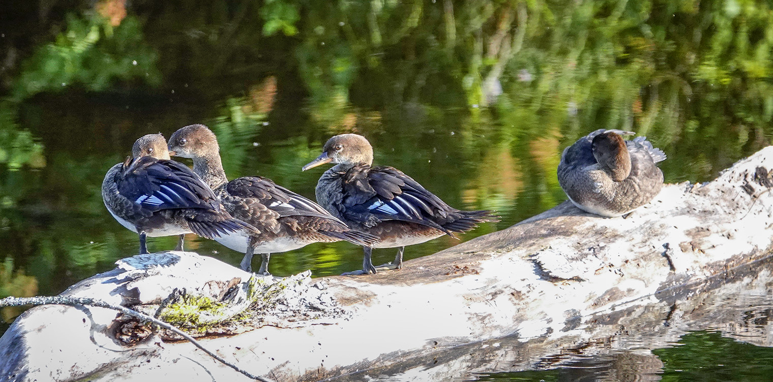 Adirondack Birding: Juvenile Hooded Mergansers on the Ausable River on the Jackrabbit Trail at River Road (27 August 2018). Adirondack Birding: Juvenile Hooded Mergansers on the Ausable River on the Jackrabbit Trail at River Road (27 August 2018).