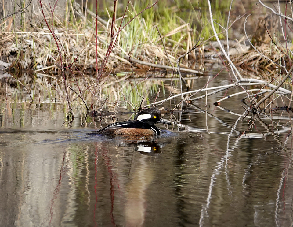 Birds of the Adirondack Park: Hooded Merganser on the beaver pond at Hulls Falls Road (8 May 2019). Click for a larger image, opening in a new window. Birds of the Adirondack Park: Hooded Merganser on the beaver pond at Hulls Falls Road (8 May 2019).
