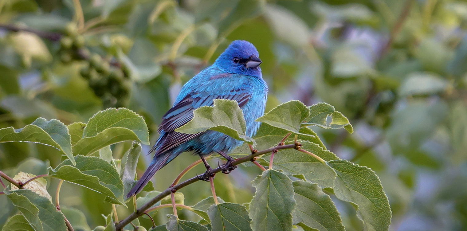 Birds of the Adirondack Park: Indigo Bunting by the viewing platform at the Cemetery Road Wetlands (16 July 2018). 