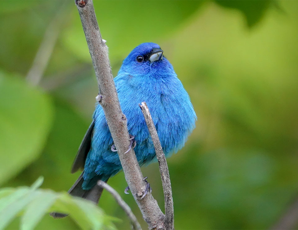 Birds of the Adirondack Park: Indigo Bunting at Hulls Falls Road (30 May 2018). 