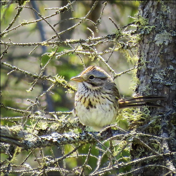 Boreal Birds of the Adirondack Wetland: Lincoln's Sparrow on Bloomingdale Bog (5 July 2014).