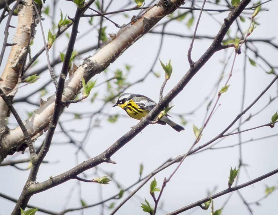 Adirondack Birding: Magnolia Warbler (Setophaga magnolia) near Craig Wood Golf Course (14 May 2014). Click for a larger image, opening in a new window. Adirondack Birding: Magnolia Warbler (Setophaga magnolia) near Craig Wood Golf Course (14 May 2014).