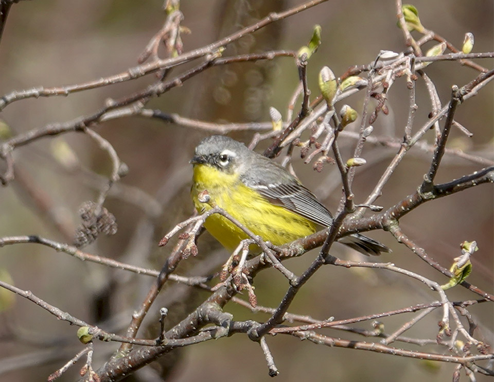 Adirondack Birding: Magnolia Warbler (Setophaga magnolia) on Hulls Falls Road (18 May 2019). Click for a larger image, opening in a new window. Adirondack Birding: Magnolia Warbler (Setophaga magnolia) on Hulls Falls Road (18 May 2019).