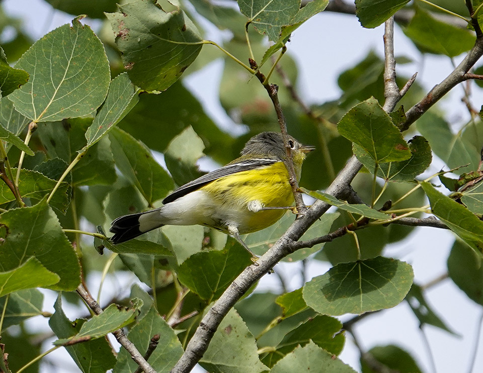 Adirondack Birding: Magnolia Warbler (Setophaga magnolia) on the Jackrabbit Trail at River Road (14 August 2019). Click for a larger image, opening in a new window. Adirondack Birding: Magnolia Warbler (Setophaga magnolia) on the Jackrabbit Trail at River Road (14 August 2019).