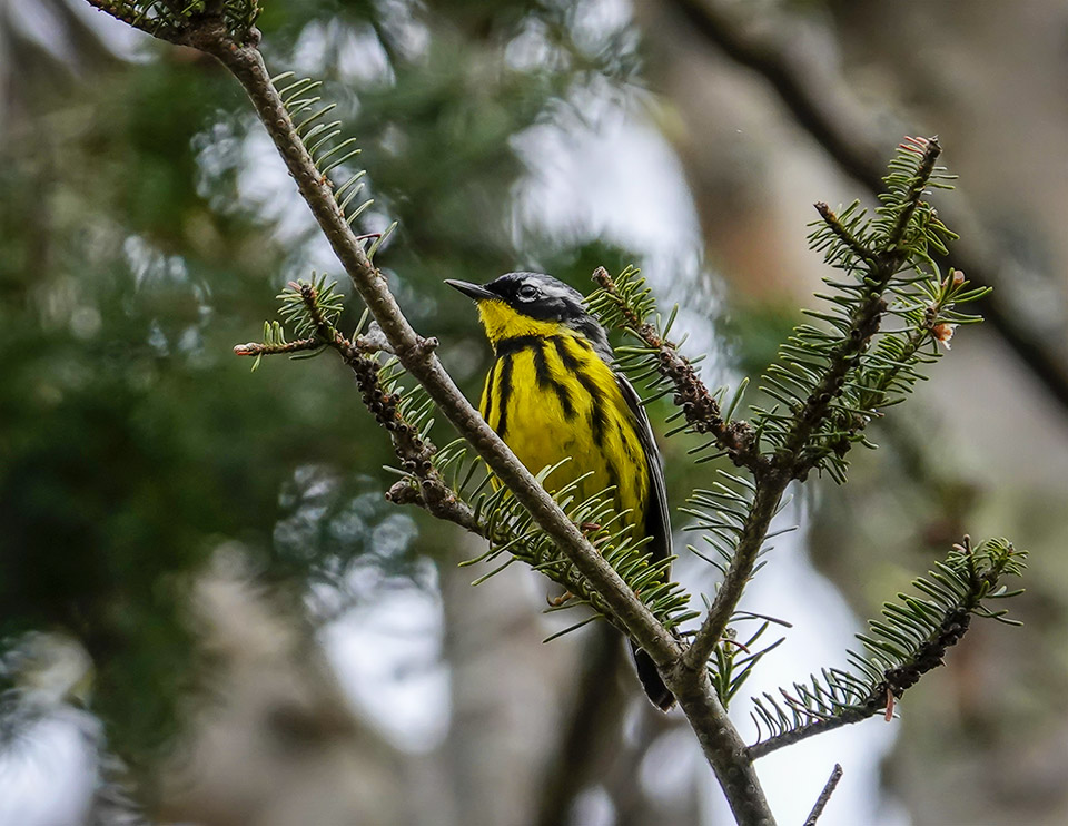 Adirondack Birding: Magnolia Warbler (Setophaga magnolia) near Craig Wood Golf Course, Lake Placid, New York (23 May 2019). Click for a larger image, opening in a new window. Adirondack Birding: Magnolia Warbler (Setophaga magnolia) near Craig Wood Golf Course, Lake Placid, New York (23 May 2019).