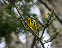 Adirondack Birds: Magnolia Warbler near Craig Wood Golf Course (23 May 2019)