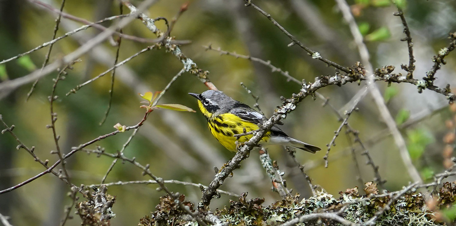 Adirondack Birding: Magnolia Warbler (Setophaga magnolia) at John Brown Farm (20 May 2019). Click for a larger image, opening in a new window. Adirondack Birding: Magnolia Warbler (Setophaga magnolia) at John Brown Farm (20 May 2019).