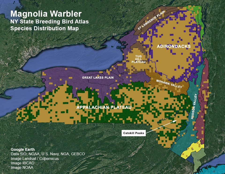 Adirondack Birding: New York State. Department of Environmental Conservation. Breeding Bird Atlas: Species Distributions Map. Magnolia Warbler. Click for larger image, opening in a new window. Adirondack Birding: New York State. Department of Environmental Conservation. Breeding Bird Atlas: Species Distributions Map. Magnolia Warbler.