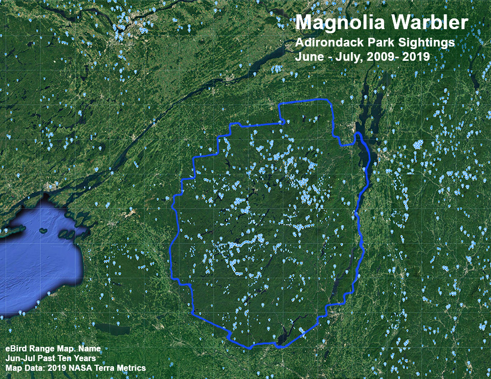 Adirondack Birding: Magnolia Warbler Sightings Map based on eBird reports, June - July 2009-2019. Click for larger image, opening in a new window. Adirondack Birding: Magnolia Warbler Sightings Map based on eBird reports, June - July 2009-2019.