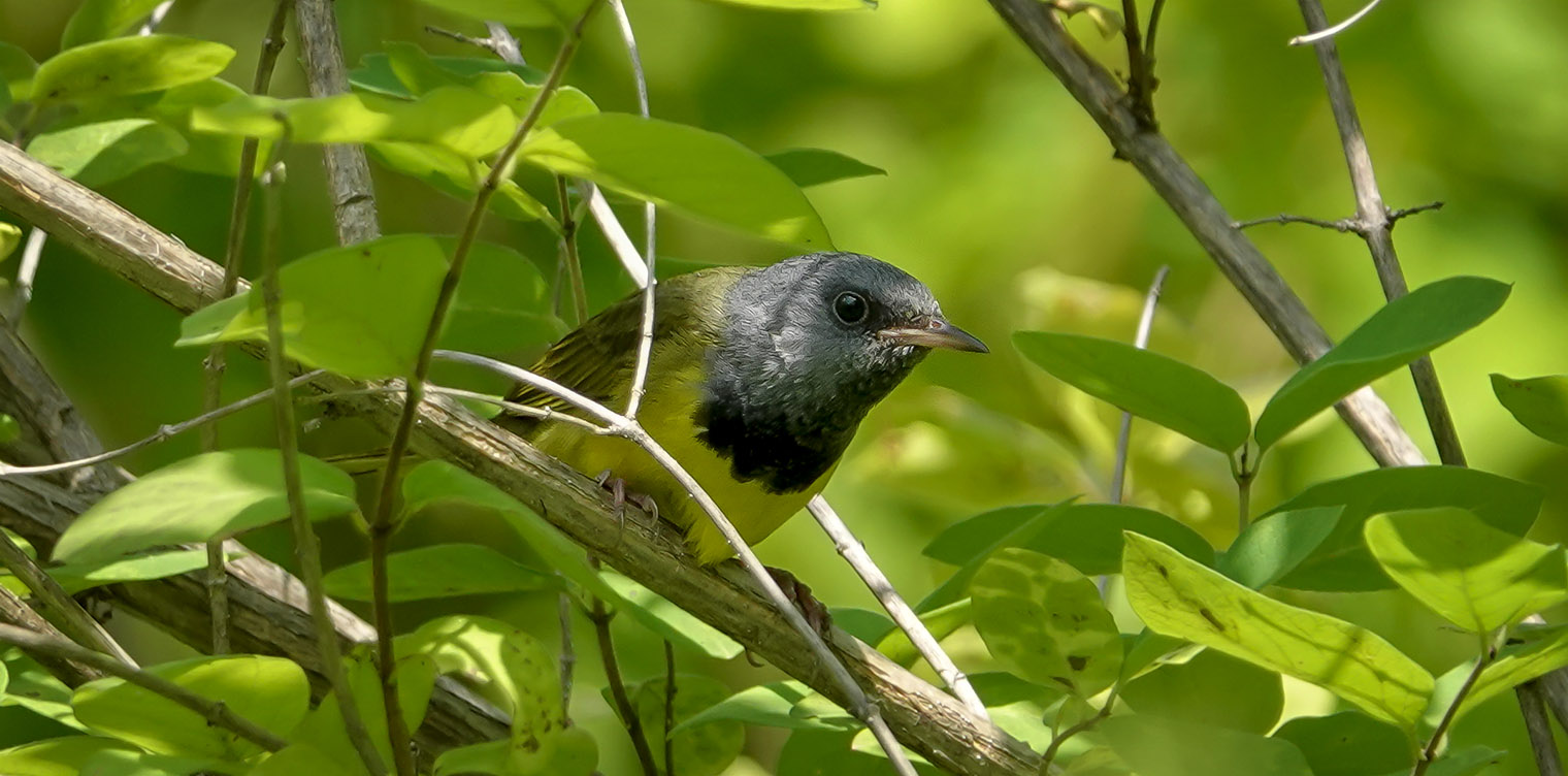 Adirondack Birding: Mourning Warbler on the John Brown Farm trails (15 July 2018). Click for a larger image, opening in a new window. Adirondack Birding: Mourning Warbler on the John Brown Farm trails (15 July 2018).