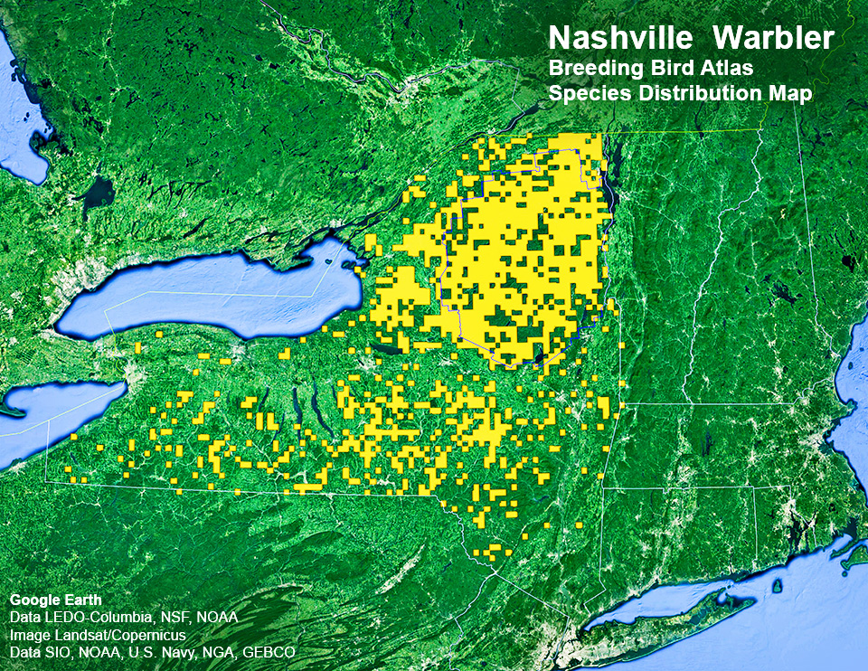 Adirondack Birding: New York State. Department of Environmental Conservation. Breeding Bird Atlas: Species Distribution Map. Nashville Warbler. Click for a larger image, opening in a new window. Adirondack Birding: New York State. Department of Environmental Conservation. Breeding Bird Atlas: Species Distribution Map. Nashville Warbler. Click for a larger image.