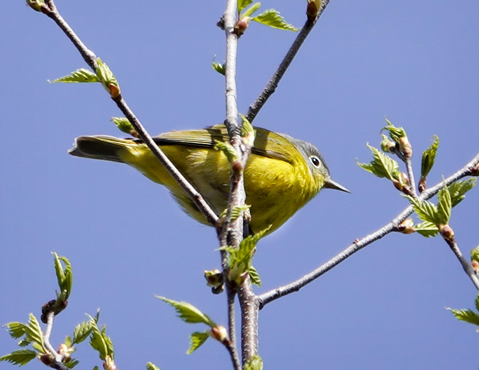 Adirondack Birding: Nashville Warbler near the Craig Wood Golf Club (16 May 2018). Click for a larger image, opening in a new window. Adirondack Birding: Nashville Warbler near the Craig Wood Golf Club (16 May 2018).