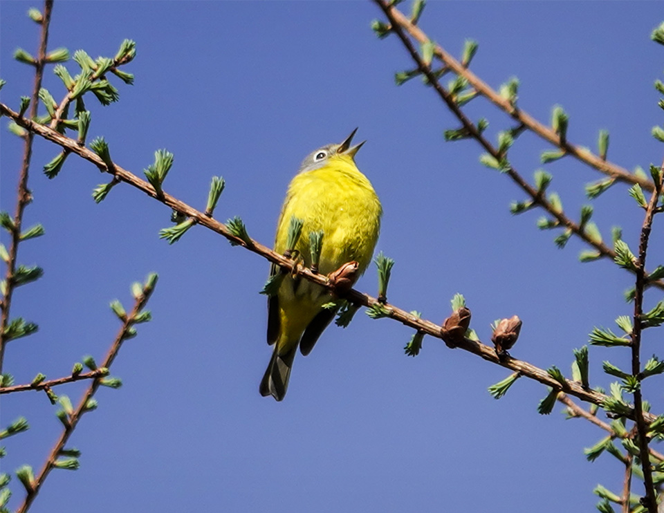 Adirondack Birding: Nashville Warbler on the John Brown Trails (16 May 2018). Click for a larger image, opening in a new window. Adirondack Birding: Nashville Warbler on the John Brown Trails (16 May 2018).