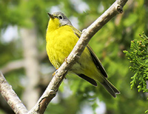 Adirondack Birds: Nashville Warbler at John Brown Farm (4 June 2017)