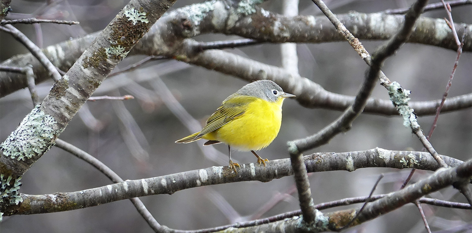 Adirondack Birding: Nashville Warbler on the John Brown Trails (6 May 2018). Click for a larger image, opening in a new window. Adirondack Birding: Nashville Warbler on the John Brown Trails (6 May 2018).