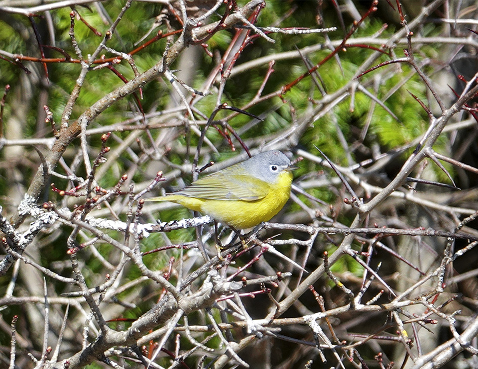 Adirondack Birding: Nashville Warbler on the John Brown Trails (7 May 2018). Click for a larger image, opening in a new window. Adirondack Birding: Nashville Warbler on the John Brown Trails (7 May 2018).