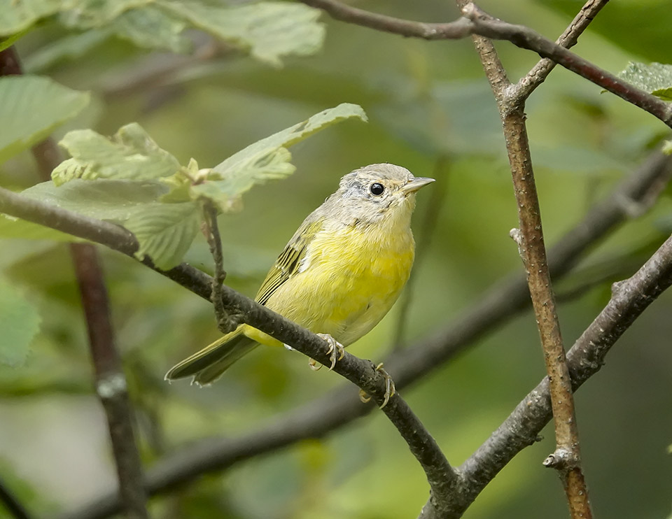 Adirondack Birding: Nashville Warbler on the John Brown Trails (7 August 2019). Click for a larger image, opening in a new window. Adirondack Birding: Nashville Warbler on the John Brown Trails (7 August 2019).