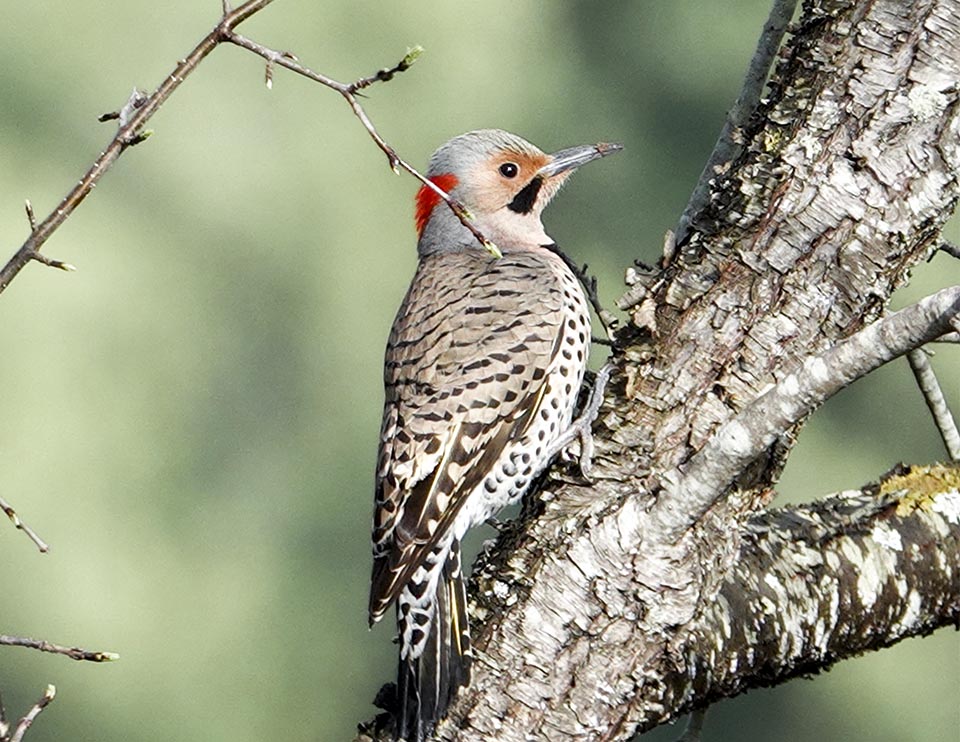 Adirondack Woodpeckers: Northern Flicker (Colaptes auratus) near the Cemetery Road Wetlands (19 April 2021). Click for a larger image, opening in a new window. Adirondack Woodpeckers: Northern Flicker (Colaptes auratus) near the Cemetery Road Wetlands (19 April 2021).
