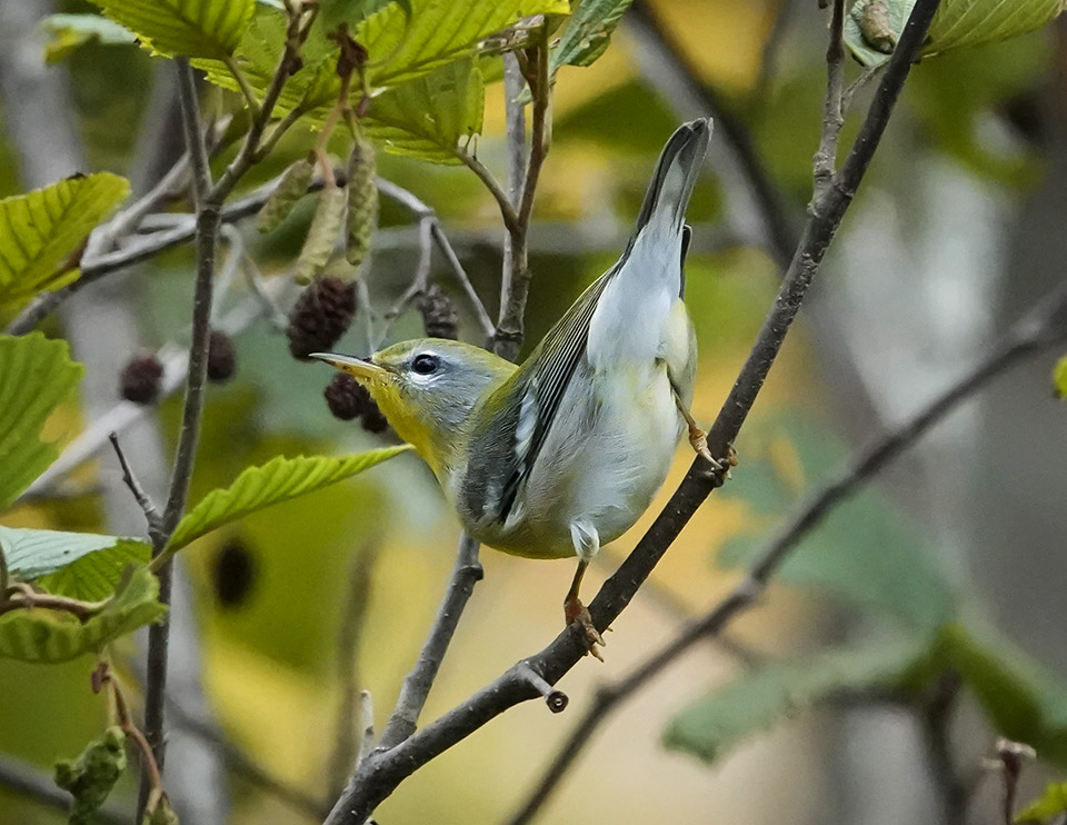 Birds of the Adirondack Park: Northern Parula at Hulls Falls Road (23 September 2019). This link takes you to a larger image, opening in a new window. Birds of the Adirondack Park: Northern Parula at Hulls Falls Road (23 September 2019).
