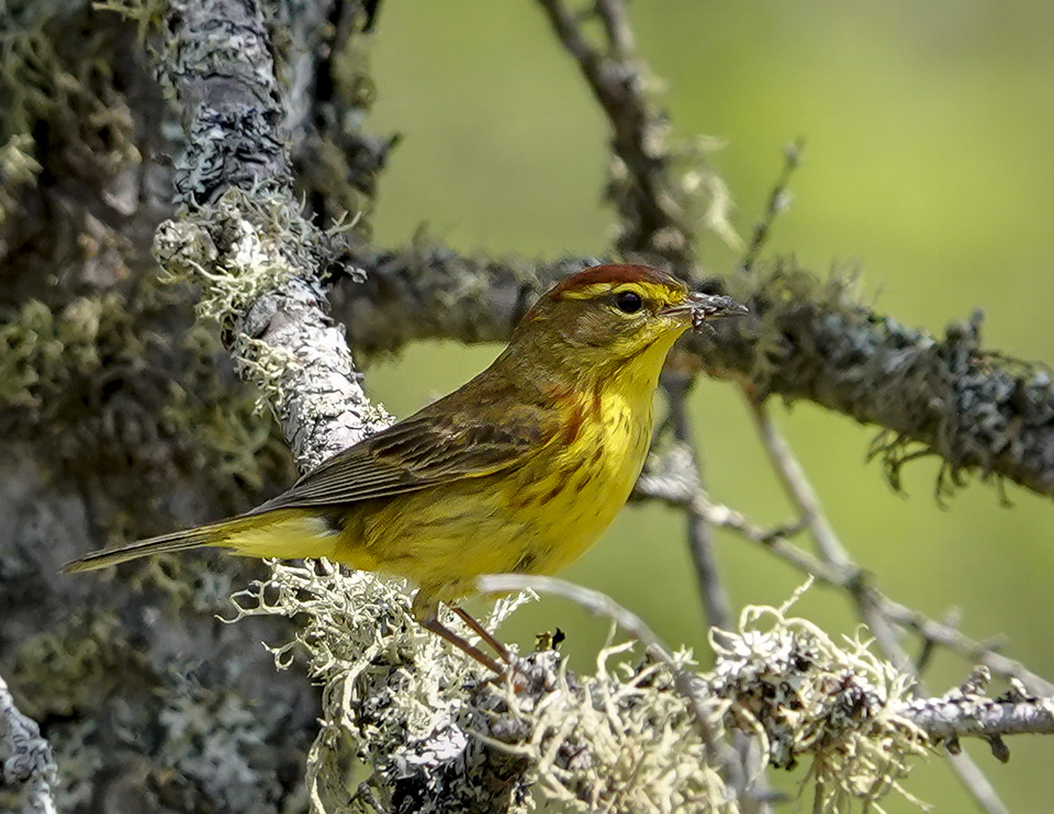 Adirondack Birding: Palm Warbler (Setophaga palmarum) on Barnum Bog from the Boreal Life Trail boardwalk (16 June 2018). Click for a larger image, opening in a new window. Adirondack Birding: Palm Warbler (Setophaga palmarum) on Barnum Bog from the Boreal Life Trail boardwalk (16 June 2018).